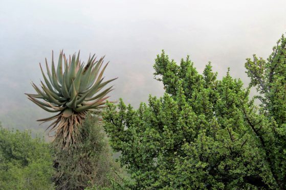 Mount Camdeboo vegetation