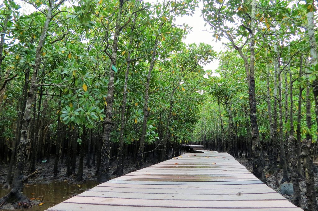 Umlalazi Nature Reserve mangrove trail
