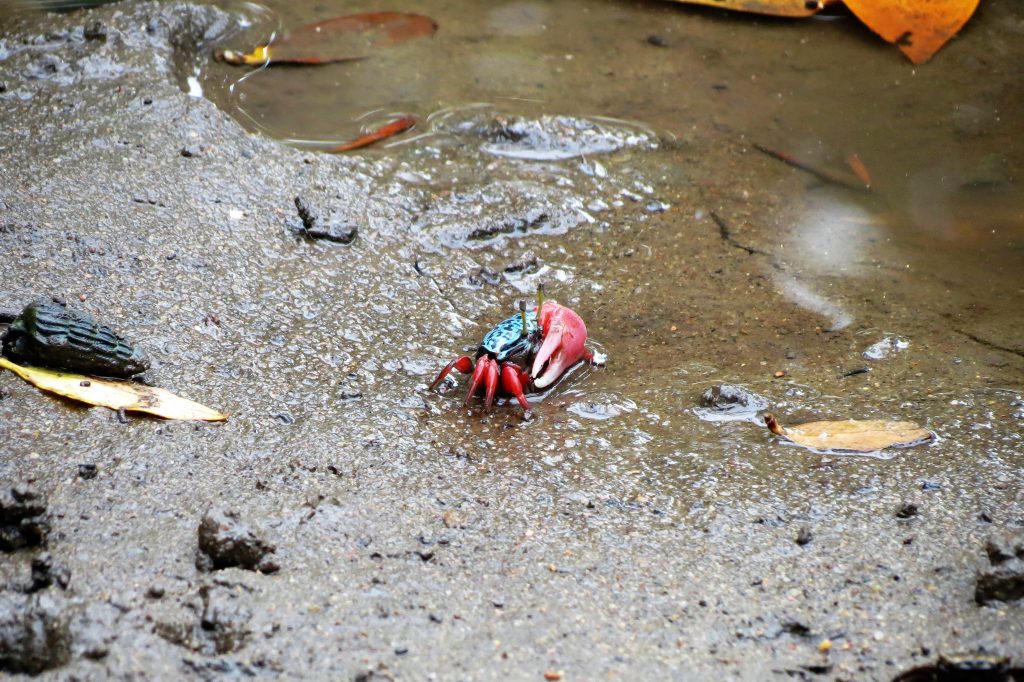 Fiddler crab Mtunzini