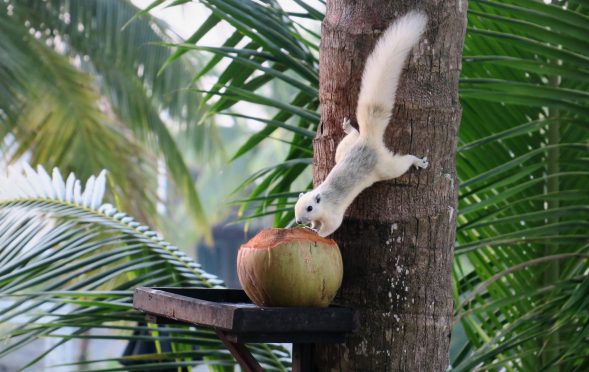 Robinson Club Khao Lak squirrel