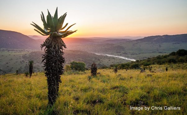 Babanango Game Reserve