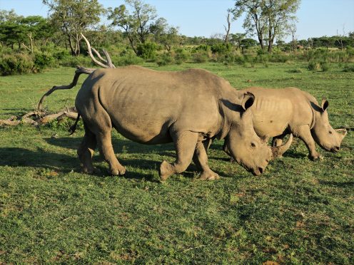 Rhino