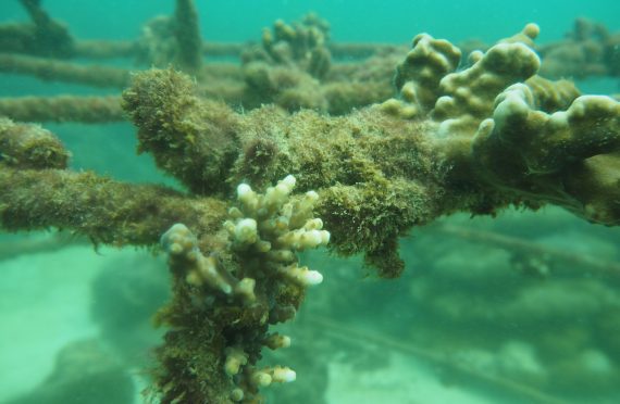 thavorn-hotels-coral-restoration