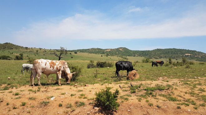 cattle grazing