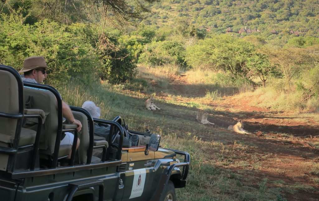 Lions at Thanda Safari