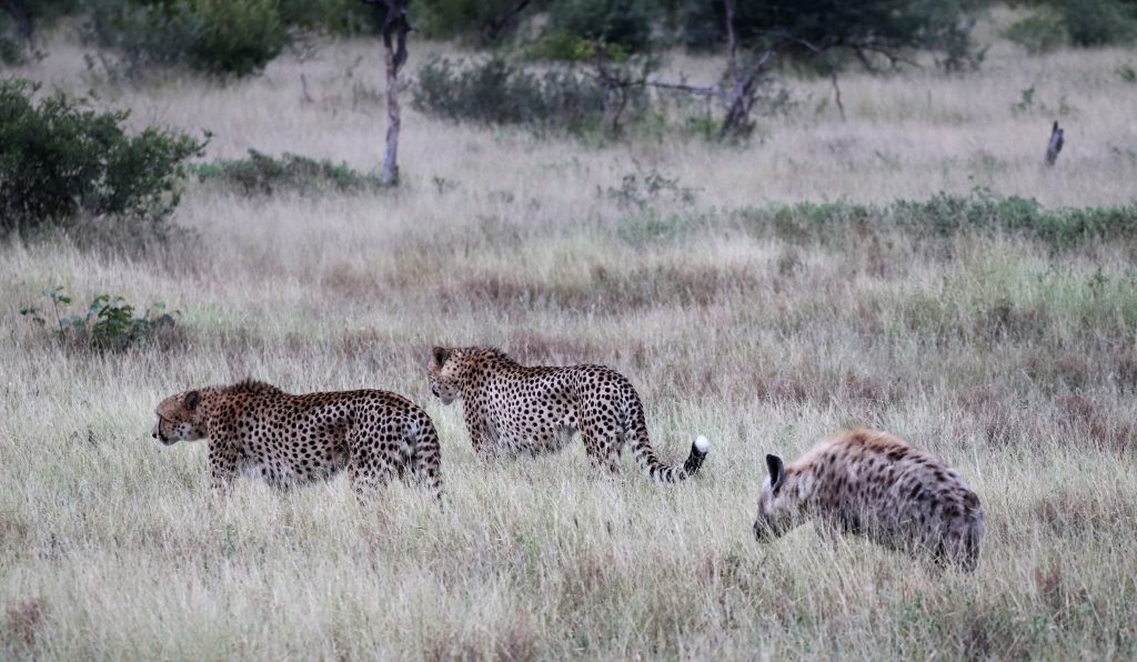 Cheetah and hyena