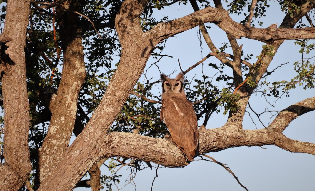 Verreaux's Eagle Owl at Baobab Ridge