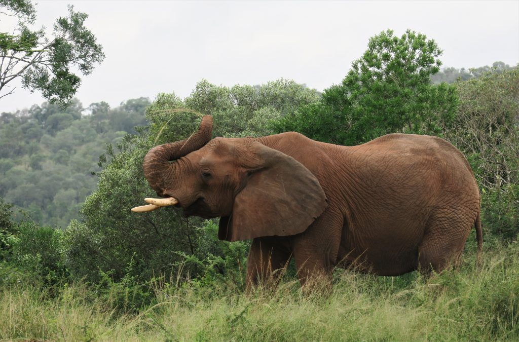 Elephant Amakhosi Safari Lodge
