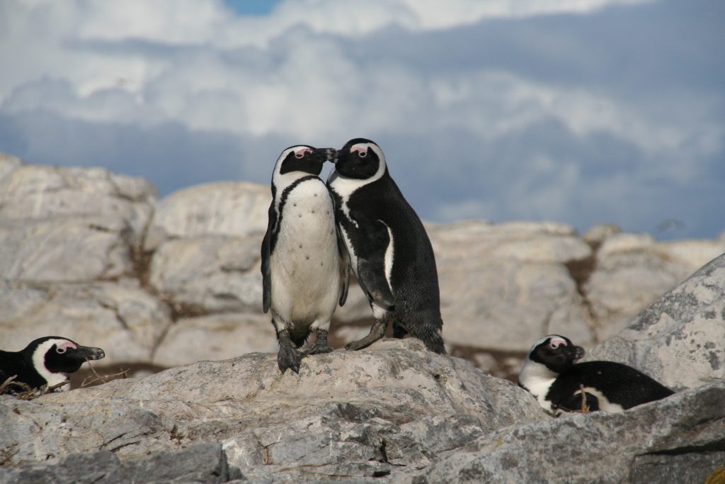 Penguin and its mates