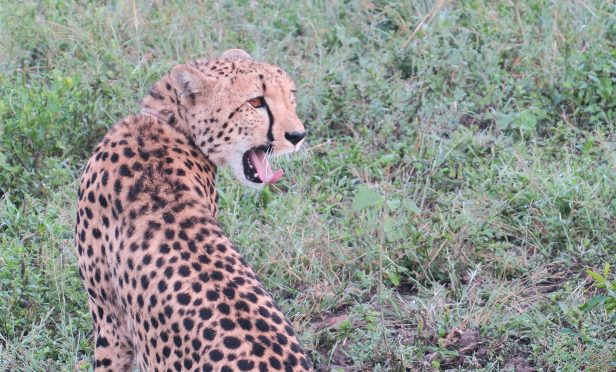 Cheetah Amakhosi Safari Lodge