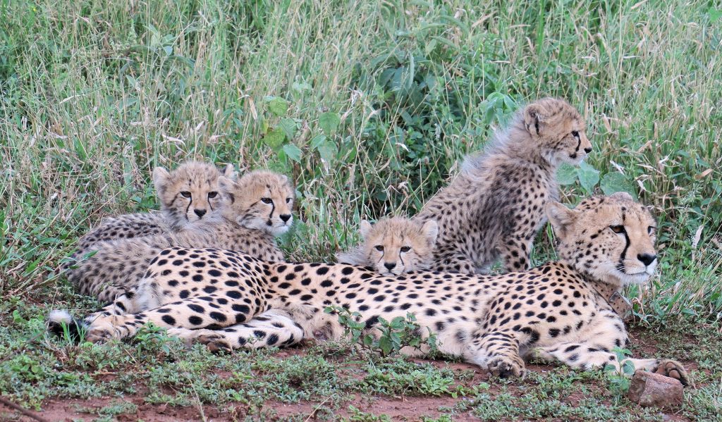 Cheetah Amakhosi Safari Lodge
