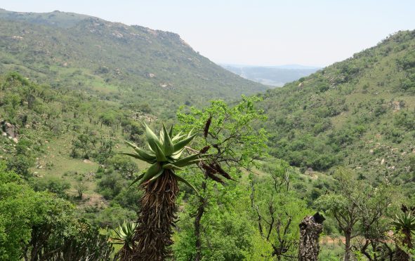 Babanango GR aloes