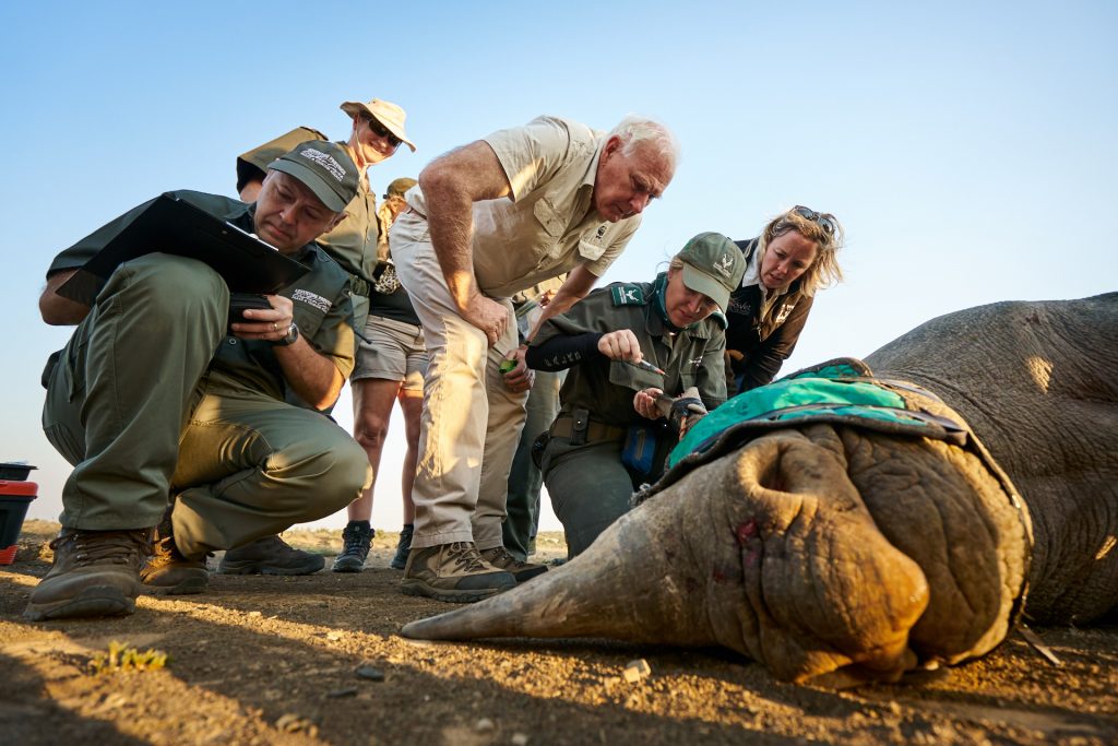 Black Rhino pre-translocation veterinary check - pic credit Micky Wiswedel WWF SA