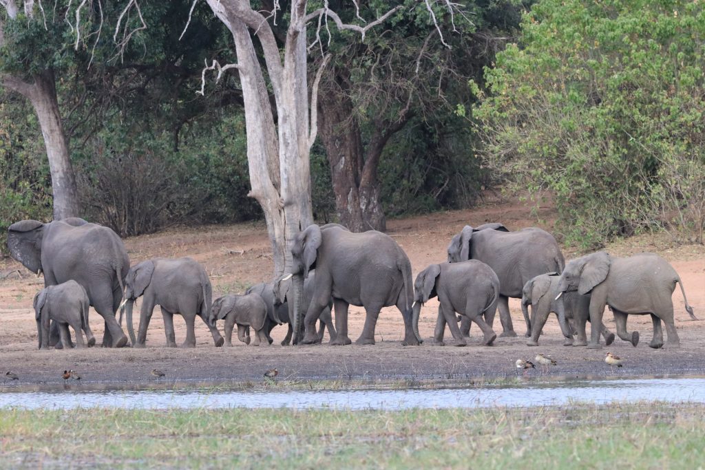 Elephants on the banks of the Chobe River