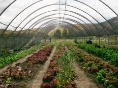 Spier Wine Farm now has a thriving food garden
