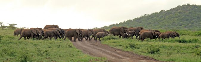Thanda Safari elephants