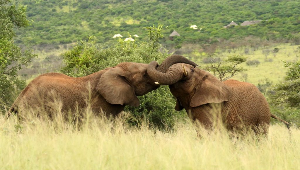 Elephants at Thanda Safari